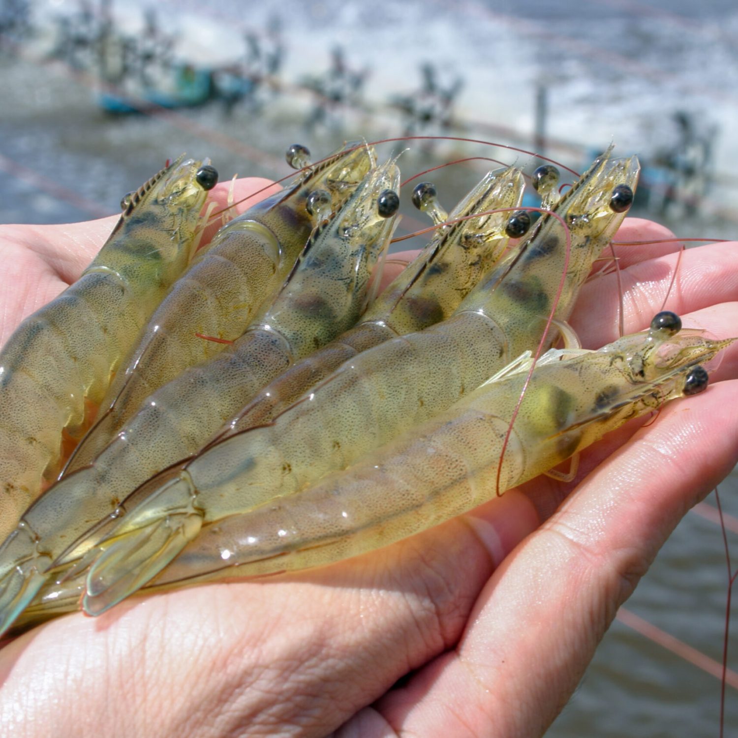 Fresh prawn have high protein and delicious taste for every seafood menu. Homemade food concept.