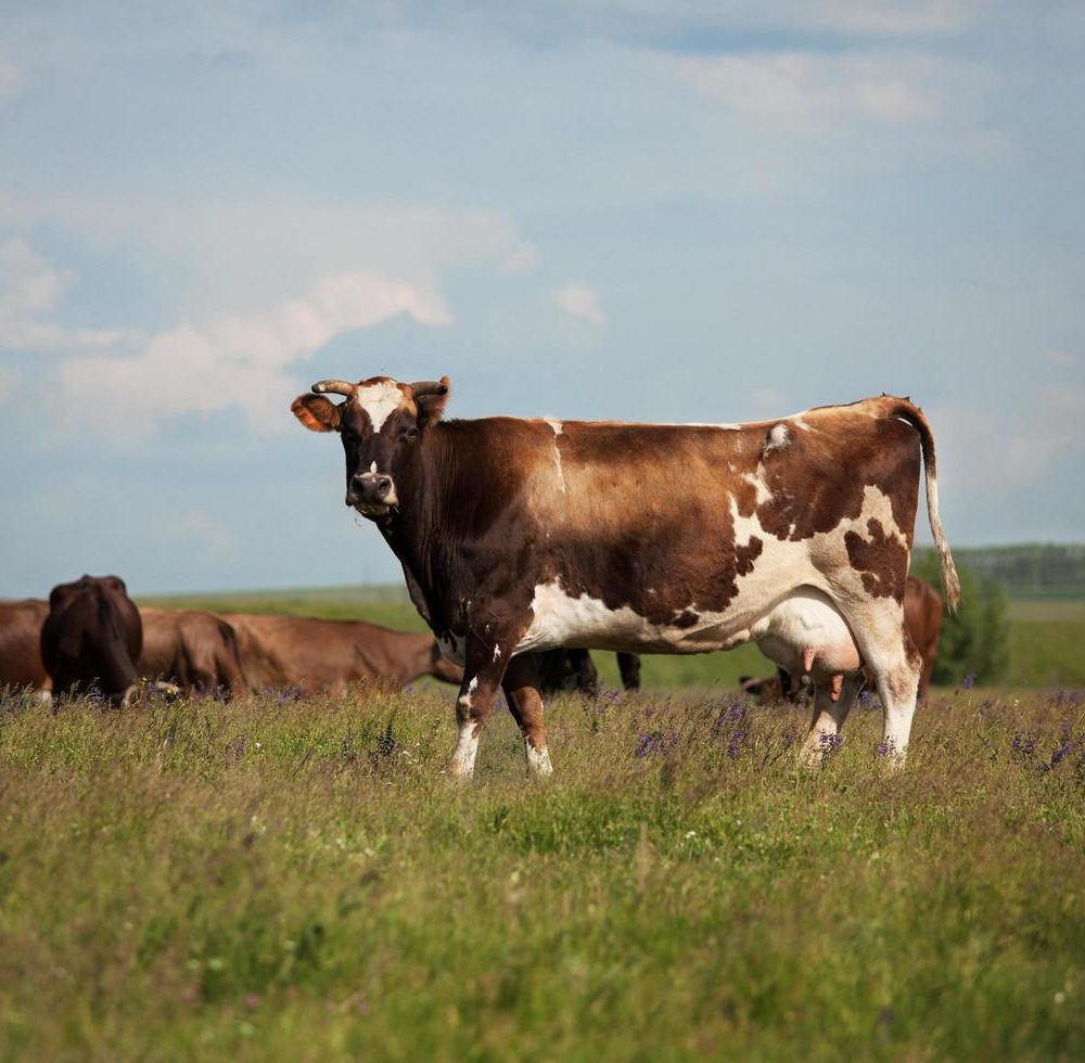 a-cow-stands-on-a-meadow-free-photo