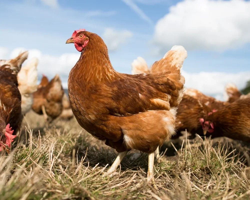 de-heus-animal-nutrition_animals_poultry_layers_biological-layers_hen-in-the-field