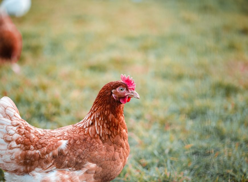 A selective focus shot of a chicken on the grass in the farm